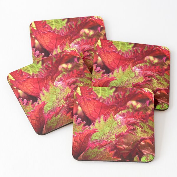 Item preview, Festival designed and sold by wallarooimages.
