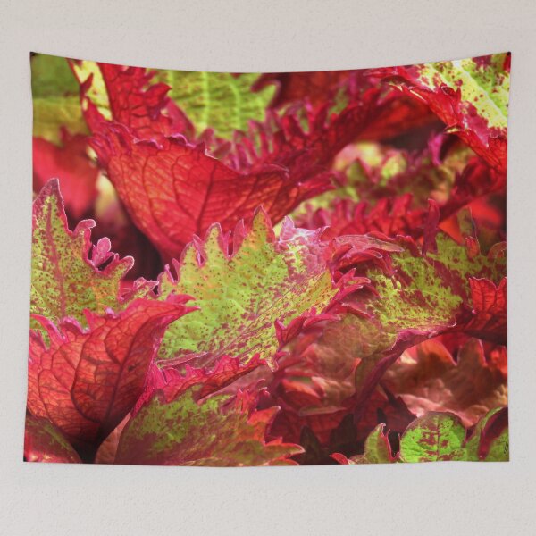 Item preview, Festival designed and sold by wallarooimages.