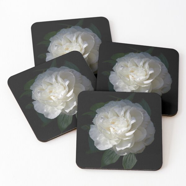 Item preview, Chinese Peony 'Shirley Temple' 3 transparent designed and sold by Jouko Lehto Photography.