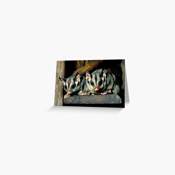 Item preview, Sugar Gliders designed and sold by Ern Mainka.