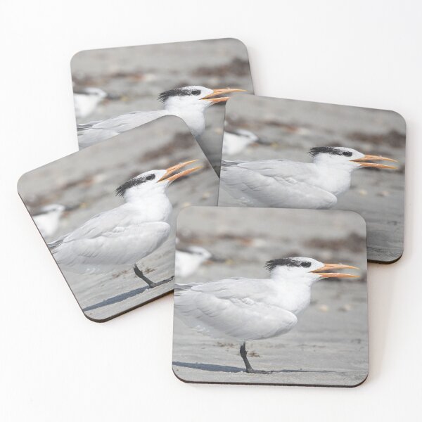 Item preview, Royal tern designed and sold by SDym Photography.
