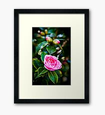 Pink Camellia Framed Print