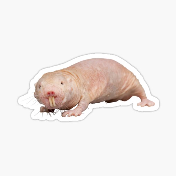 Stickers Sur Le Theme Rat Taupe Nu Redbubble