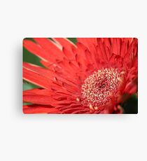 Red Burst Canvas Print