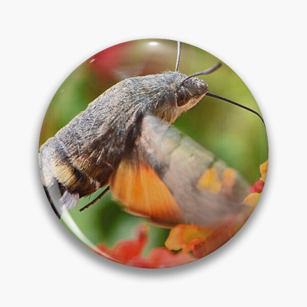 Item preview, Hummingbird Moth (MKW-I.55) designed and sold by Katrina Morgan.