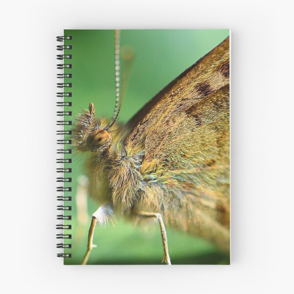 Item preview, Wall Brown Butterfly (MKW-I.59) designed and sold by Katrina Morgan.