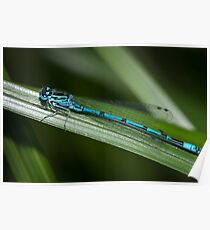 Dragonfly Poster