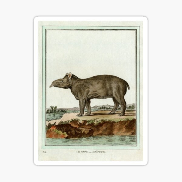 Vista previa del artículo con la obra «Tapir sudamericano, dibujado en 1780», diseñado y vendido por TerenceKerr.