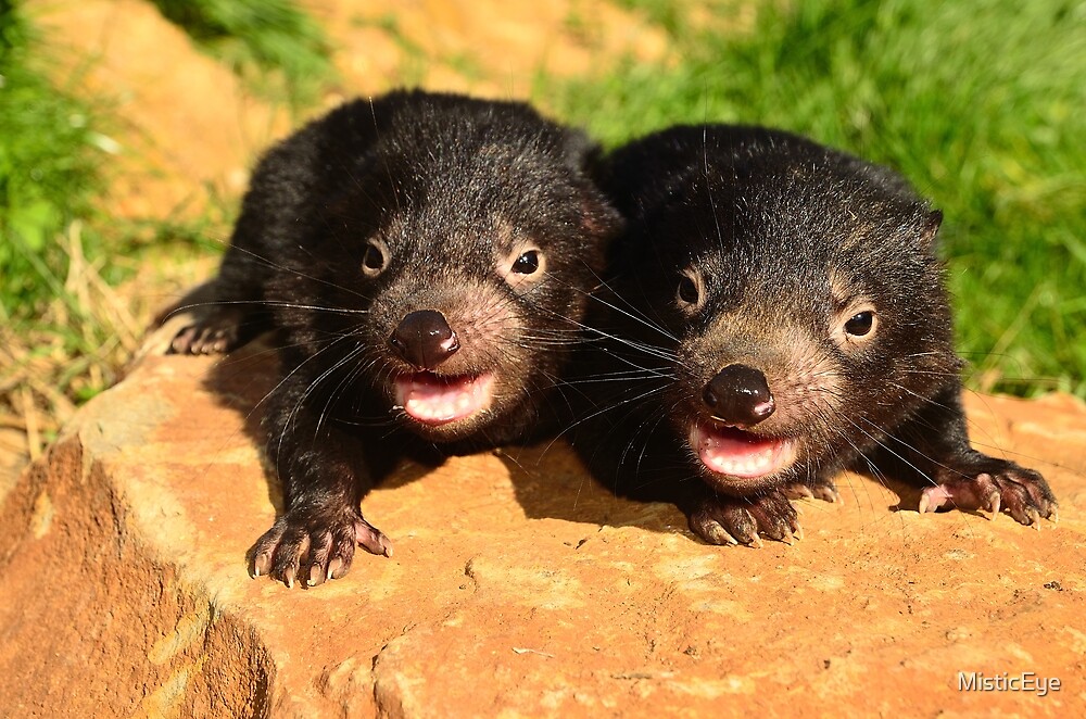 "Baby Devils Tasmania" by MisticEye | Redbubble