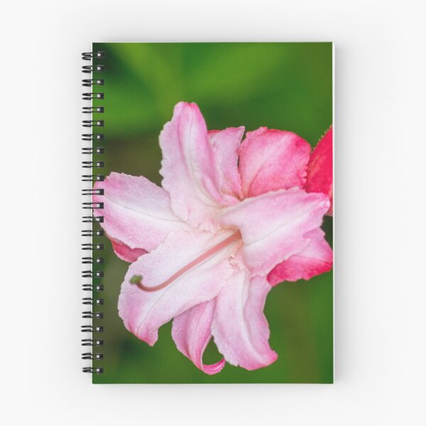 Item preview, Rhododendron flower designed and sold by iCimages.net.