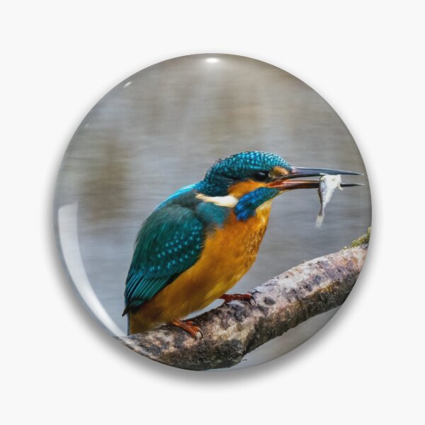 Artikelvorschau, Kingfisher entworfen und verkauft von iCimages.net.