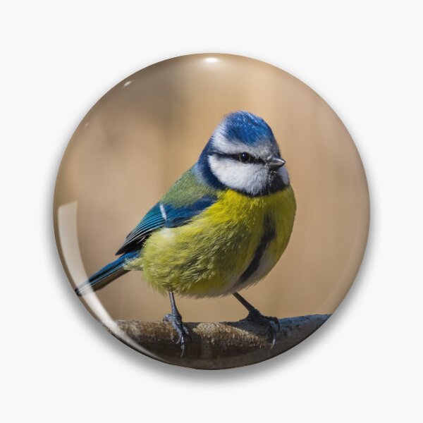Artikelvorschau, Blue tit bird entworfen und verkauft von iCimages.net.