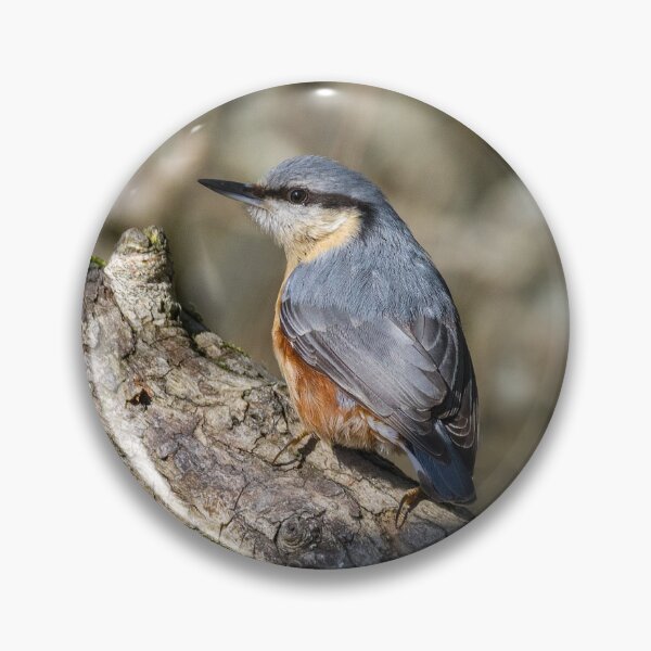 Artikelvorschau, Nuthatch bird entworfen und verkauft von iCimages.net.