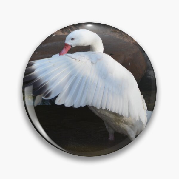 Item preview, Swan Stretching Its Wings designed and sold by richardbryce.