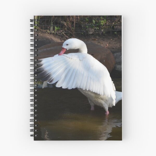 Item preview, Swan Stretching Its Wings designed and sold by richardbryce.