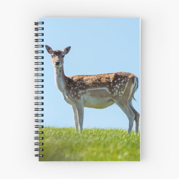 Artikelvorschau, Red deer doe entworfen und verkauft von iCimages.net.