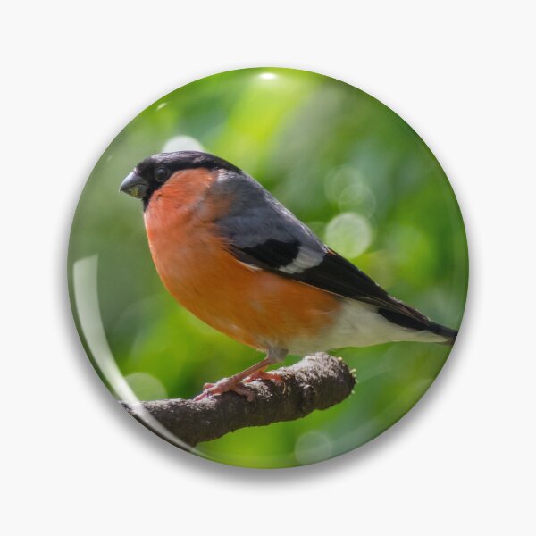 Artikelvorschau, Bullfinch entworfen und verkauft von iCimages.net.