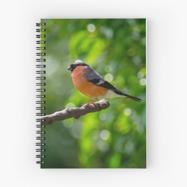 Artikelvorschau, Bullfinch entworfen und verkauft von iCimages.net.