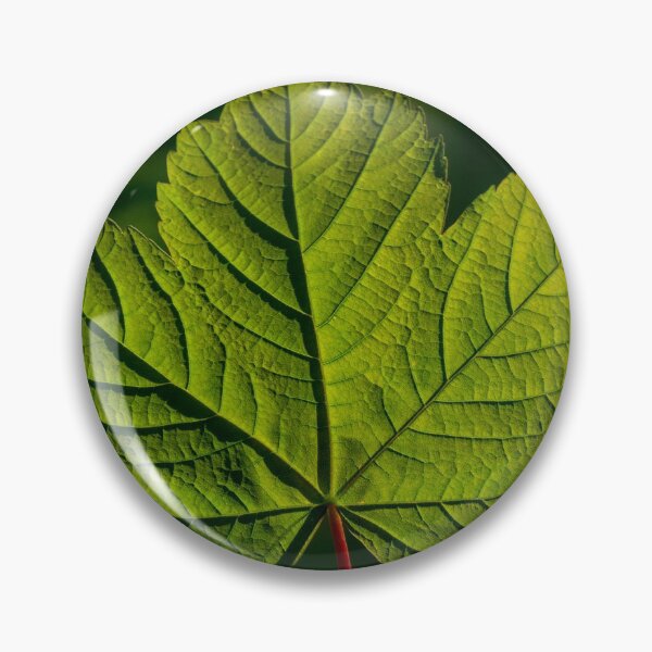 Artikelvorschau, Sycamore leaf entworfen und verkauft von iCimages.net.