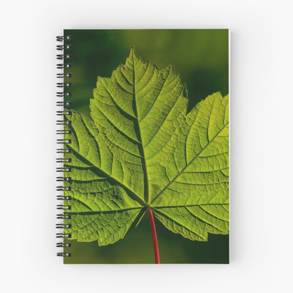 Item preview, Sycamore leaf designed and sold by iCimages.net.