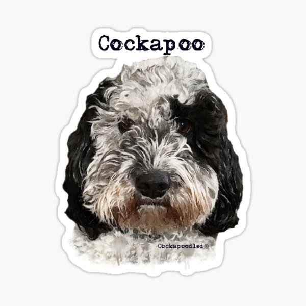 Black and White Cockapoo Dog Sticker