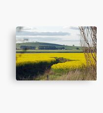 Canola Fields Canvas Print