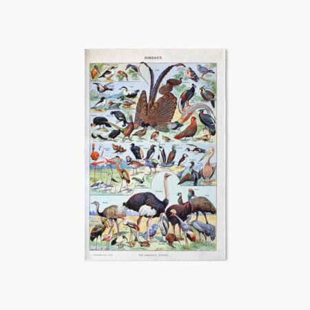 Item preview, Adolphe Millot - Oiseaux pour tous B - French vintage poster designed and sold by DejaVuStudio.