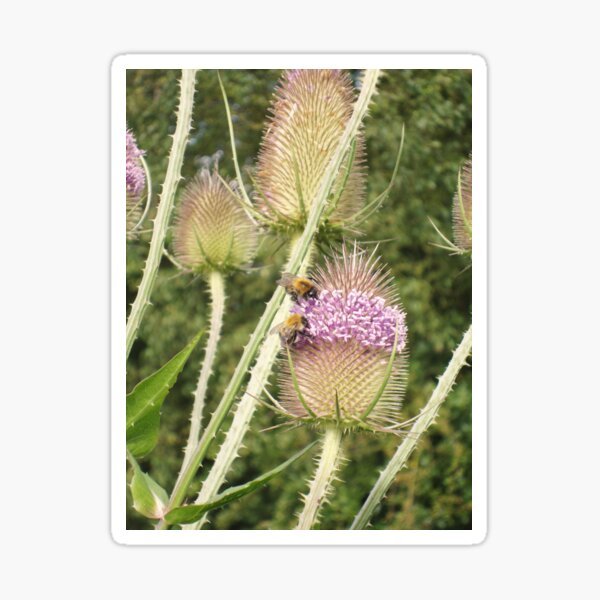 Bee Teazled Sticker