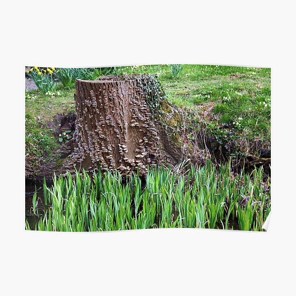 Tree Stump Poster