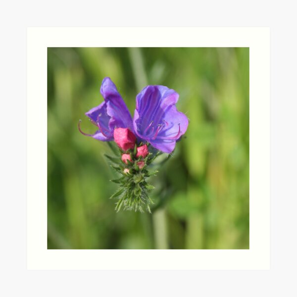 Viper's bugloss blue and pink flowers 2 Art Print