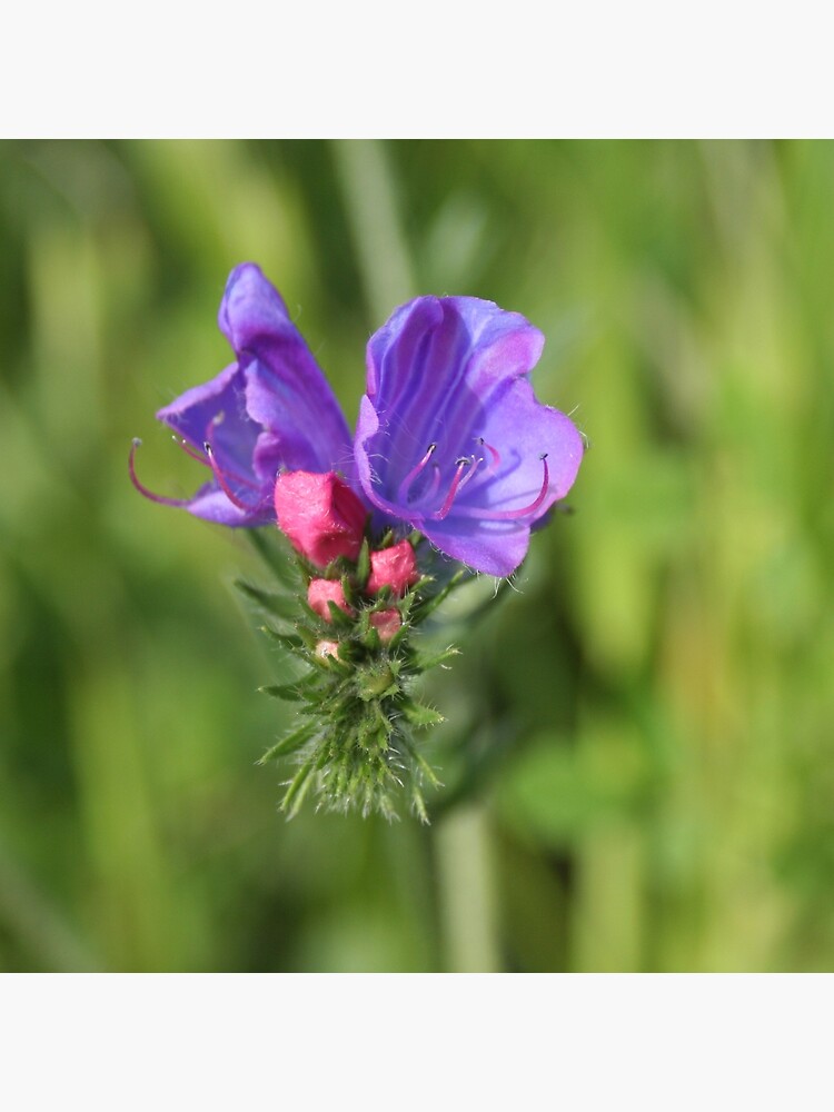 Viper's bugloss blue and pink flowers 2 by oknoki