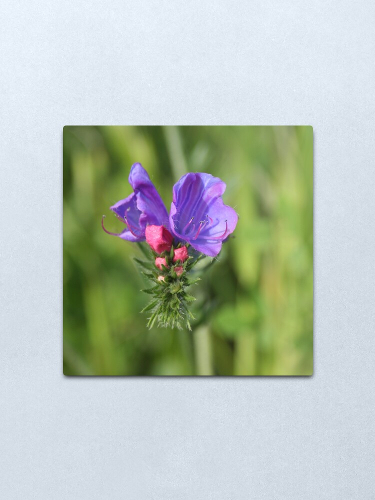 Alternate view of Viper's bugloss blue and pink flowers 2 Metal Print