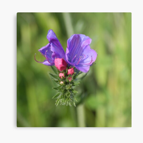 Viper's bugloss blue and pink flowers 2 Metal Print