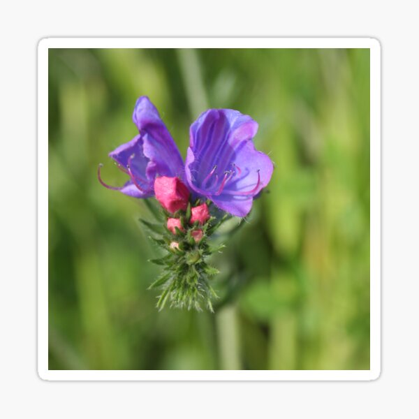Viper's bugloss blue and pink flowers 2 Sticker