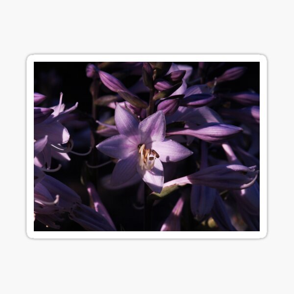 Purple Hosta Sticker