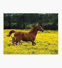 Baby Horse Running Photographic Print