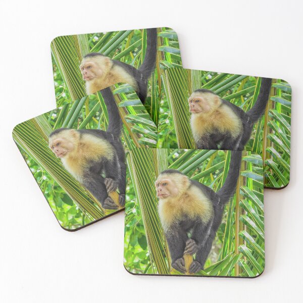 Item preview, White faced monkey in a tree designed and sold by Photopat.