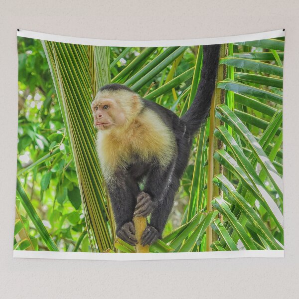 Item preview, White faced monkey in a tree designed and sold by Photopat.
