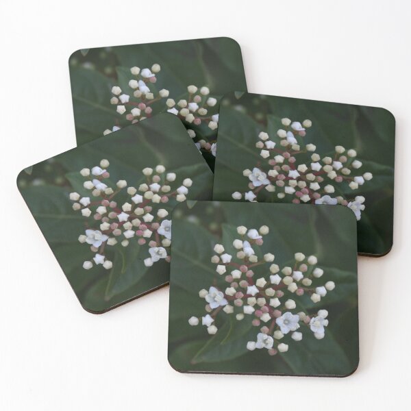 Item preview, Viburnum tinus buds and flowers designed and sold by Anna Lemos.