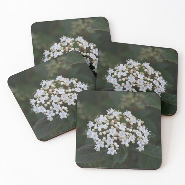 Item preview, Viburnum tinus flowers and buds designed and sold by Anna Lemos.
