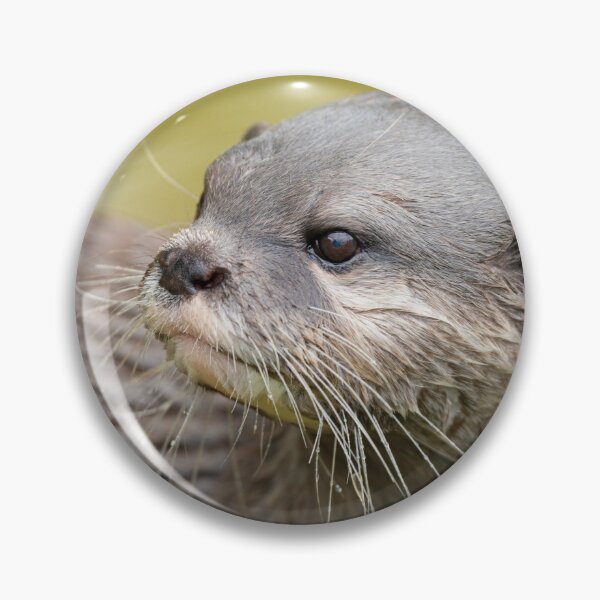 Item preview, Otter Looking Behind Him designed and sold by rawshutterbug.