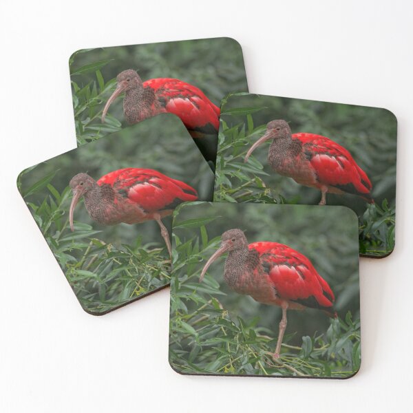 Item preview, Scarlet ibis designed and sold by rawshutterbug.