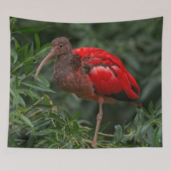 Item preview, Scarlet ibis designed and sold by rawshutterbug.