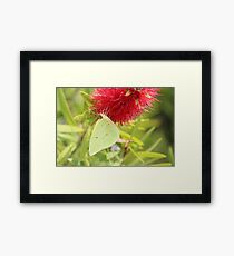 Cloudless Sulphur Framed Print
