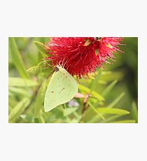 Cloudless Sulphur Photographic Print