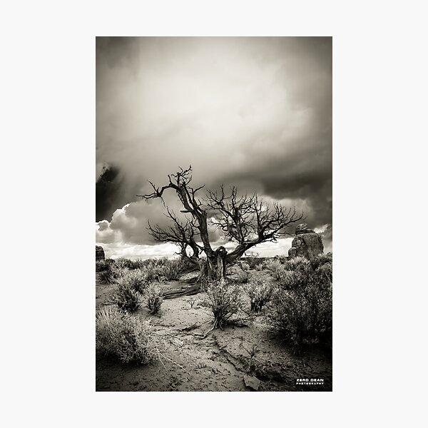 "The Speaking Tree" Photographic Print