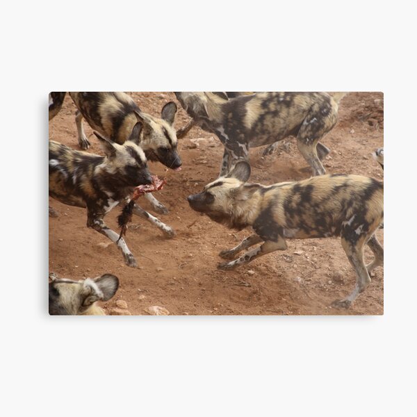Feeding African Painted Dogs Metal Print