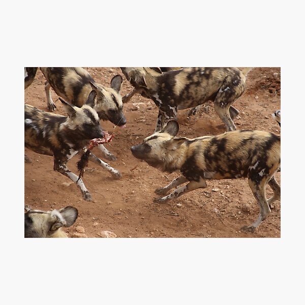Feeding African Painted Dogs Photographic Print