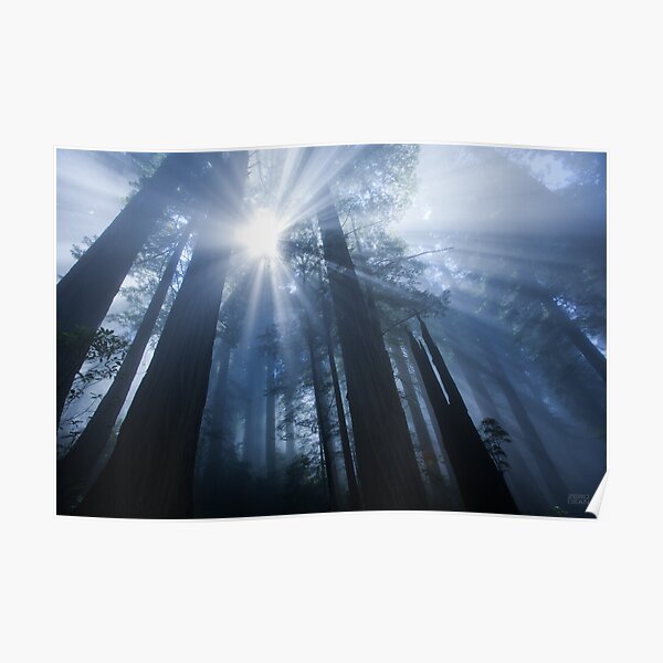 Enchanted Forest III Poster