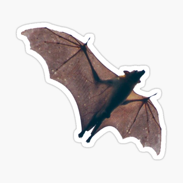 Batzilla -funny idea Miss Freya's lip smacking pear by Batzilla , flying fox funny Sticker